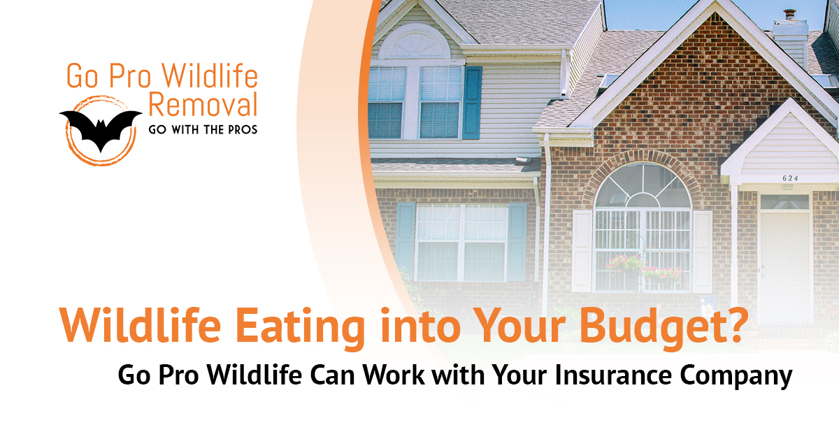 Insurance Coverage for Wildlife Damage