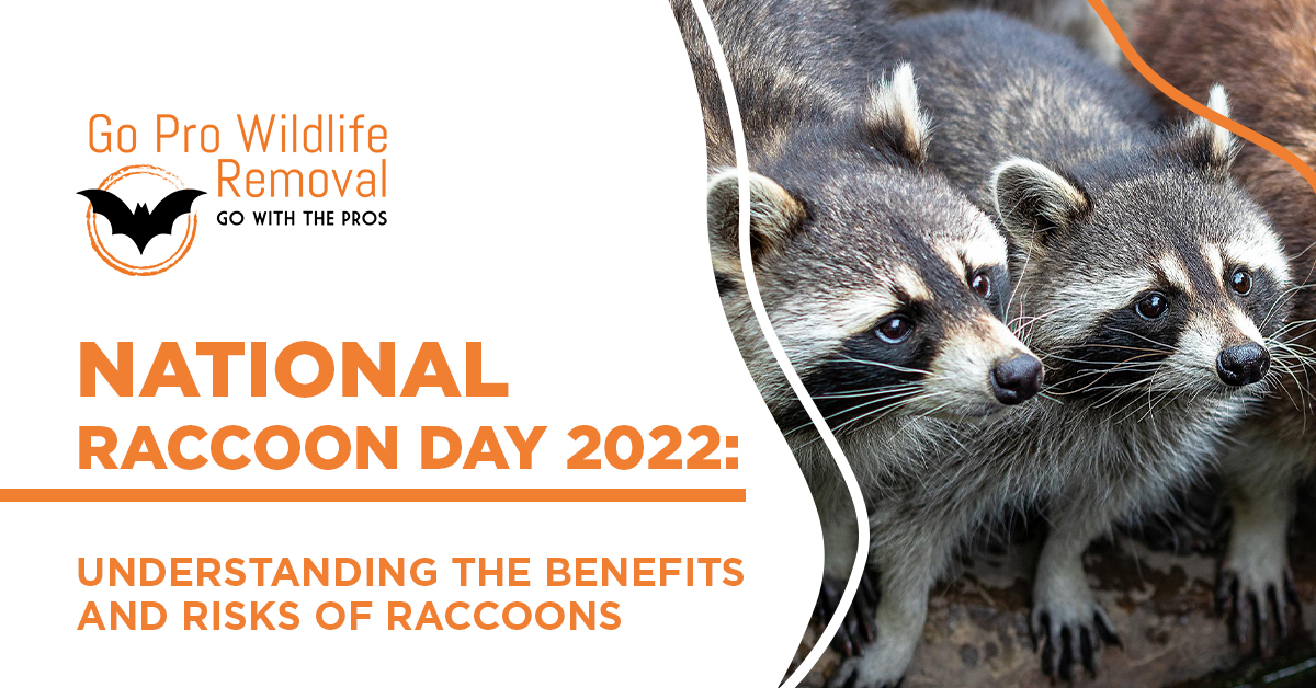 National Raccoon Day 2024 Date Dede Monica