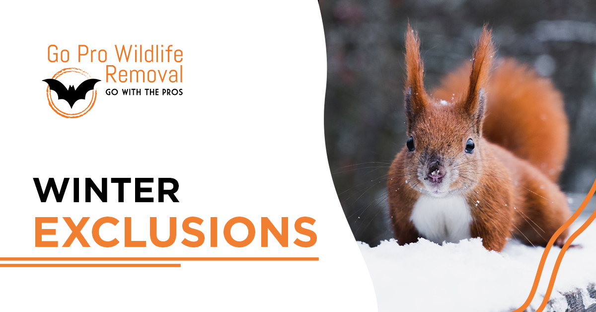 Winer Wildlife Exclusions from Squirrels