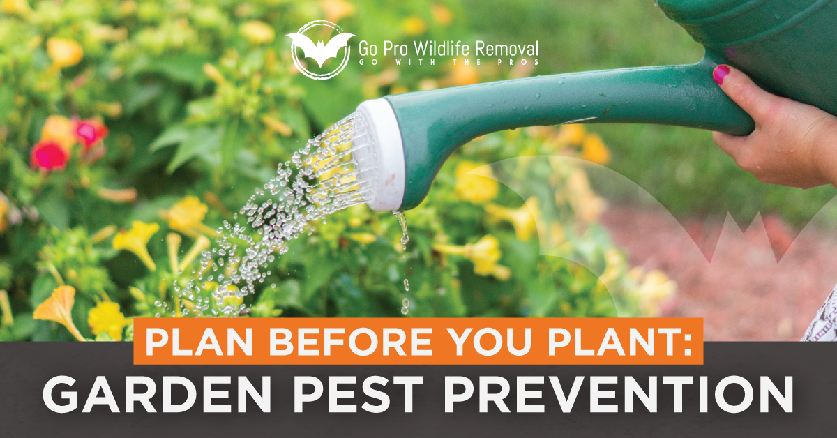 Plan Before You Plant: Garden Pest Prevention