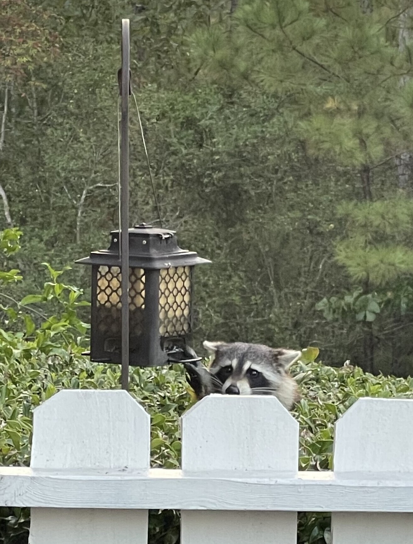 Raccoon peering over the fence into backyard