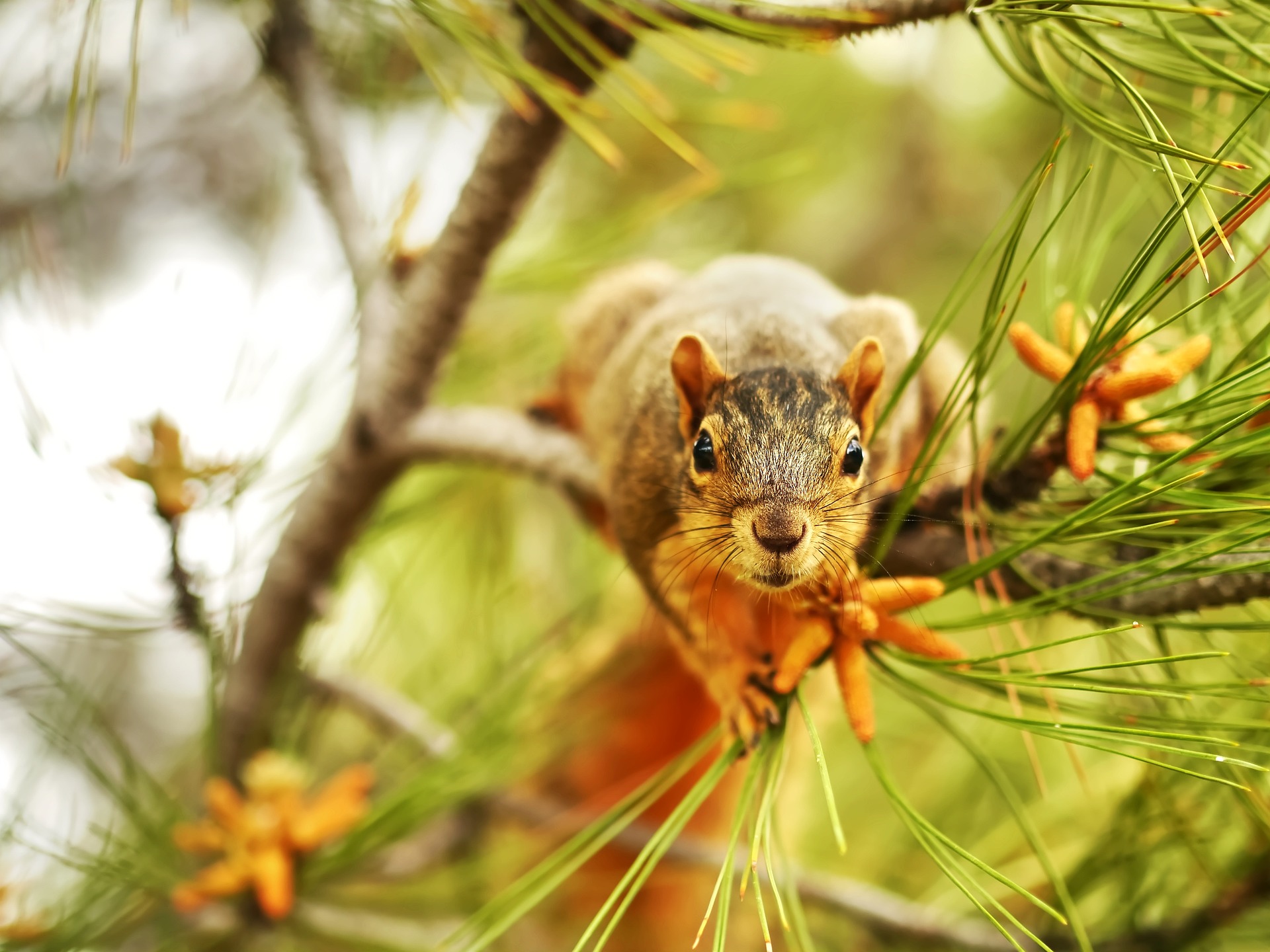 Squirrel in pine tree